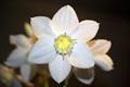 Eucharis grandiflora